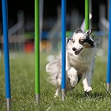 Perros, adiestramiento perros, entrenar perro, juego perro, juego de inteligencia