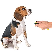 Perros, adiestramiento perros, entrenar perro, juego perro, juego de inteligencia