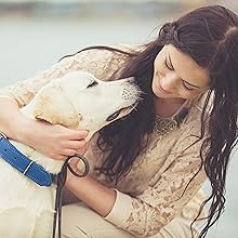 Perros, adiestramiento perros, entrenar perro, juego perro, juego de inteligencia