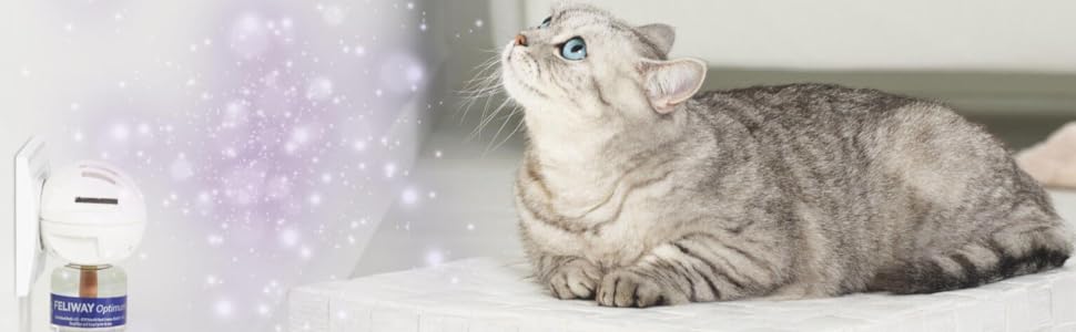 Feliway Difusor óptimo y Recarga de 30 días, la Mejor solución para aliviar la ansiedad de los Gatos, el conflicto de los Gatos y el estrés en el hogar 10 FELIWAY - Enchufe óptimo