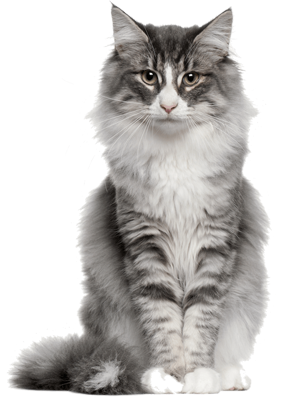 Feliway Difusor óptimo y Recarga de 30 días, la Mejor solución para aliviar la ansiedad de los Gatos, el conflicto de los Gatos y el estrés en el hogar 20 Calm Cat